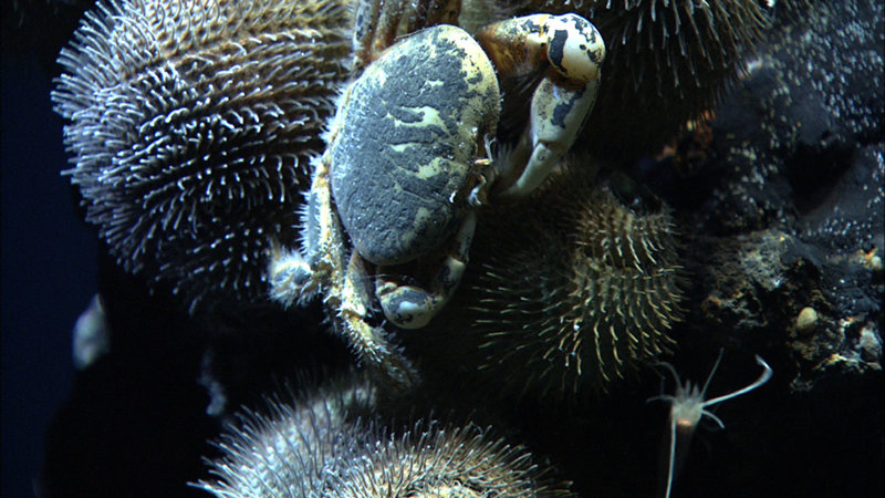 Snails, commonly referred to as hairy snails, clustered on a sulfide chimney at Fonualei Rift.