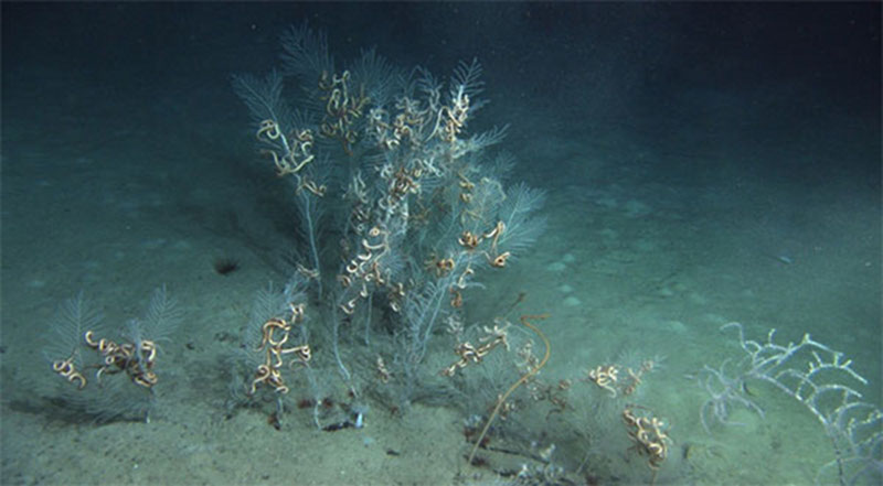 A large number of ophiuroid associates colonize a patch of large Callogorgia colonies.