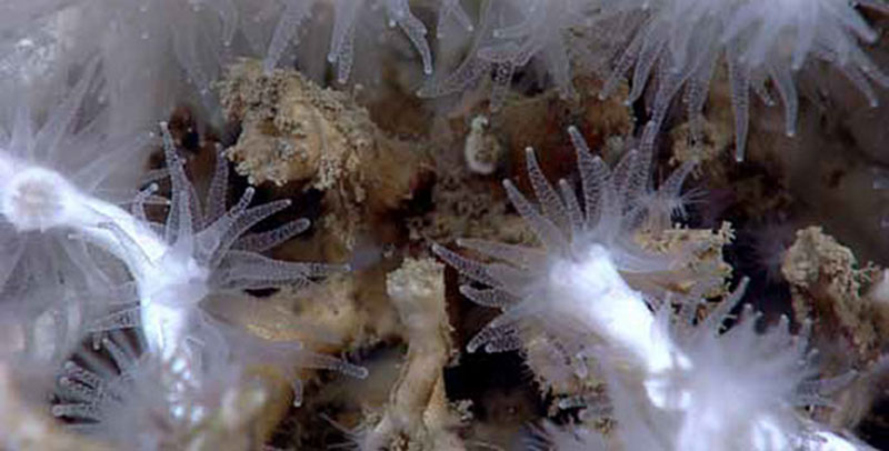 Accurate dating of Lophelia pertusa skeletons is important to understand two very important life history characteristics of this deep-sea coral: growth rate and age. During this cruise, I am collecting coral branches from Lophelia on oil and gas platforms to use for radiocarbon dating.