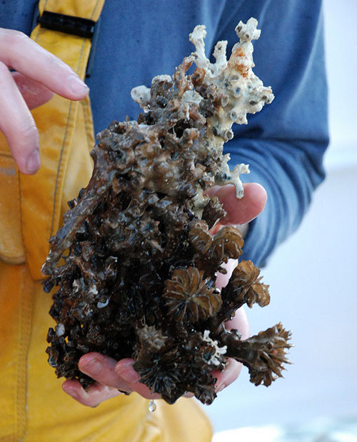 A cluster of two species of deep-sea coral skeletons grown together: the thin branched top is likely Solenosmilia while the circular bottom ‘cups’ are Desmophyllum. The dark green dead skeletons can support live coral (white), and provide scientists a timeline of growth that can span decades.