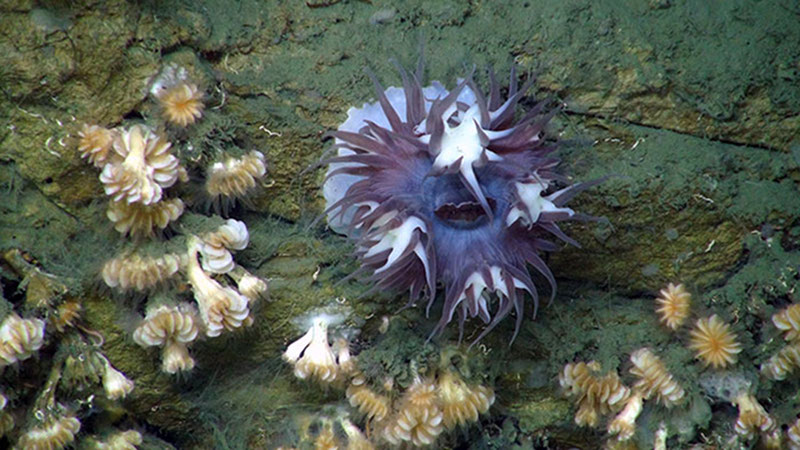 The Mystery of the Giant Cup Corals