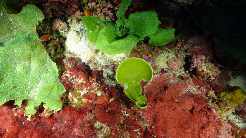 Halimeda tuna f. platydisca (center) is the only target algal species being collected for the “Population Team” who are using molecular tools to identify relationships among populations throughout the study area. Halimeda is an important producer of carbonate sediments in Florida and Caribbean waters.