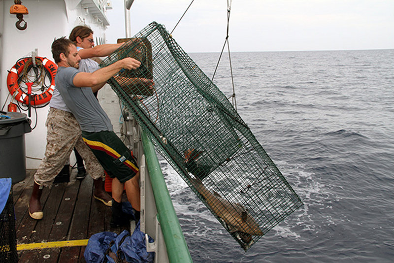 Recovering a large chevron fish trap