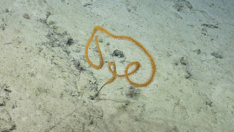 Stichopathes sp. (black corals) are common inhabitants of deep sea environments.