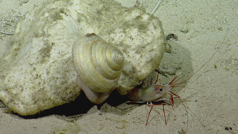 Sponges are important resources for other fauna, including gastropods (on left), shrimp (peaking out from underneath on right), and ophiuroid brittle stars (arms extending from underneath sponge in background)