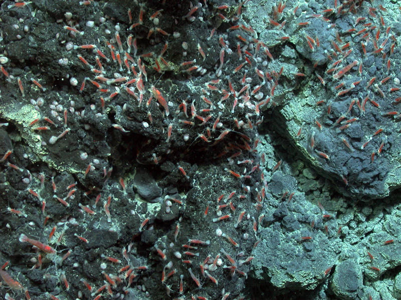 NW Rota 2010 landslide exposed new surfaces coated with sulphur where newly recruited shrimp and limpets congregate.