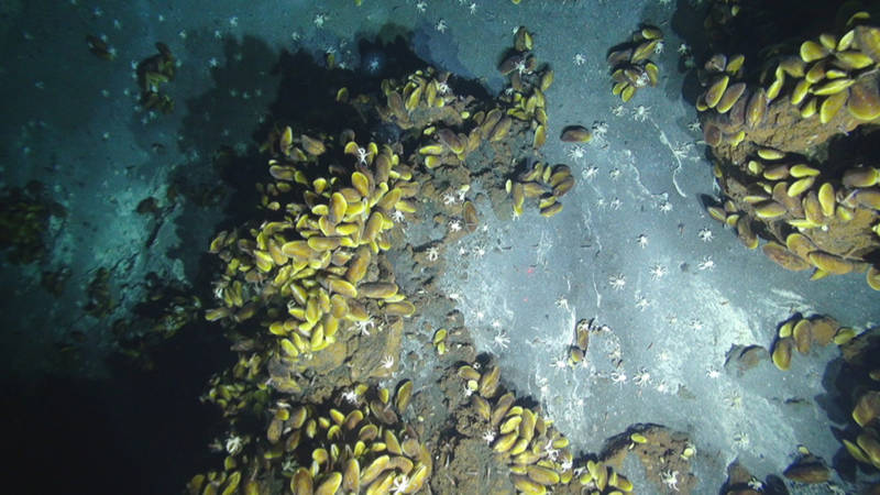 The down-looking camera on Jason shows mussels living on rocky outcrops, while white squat lobsters roam nearby.