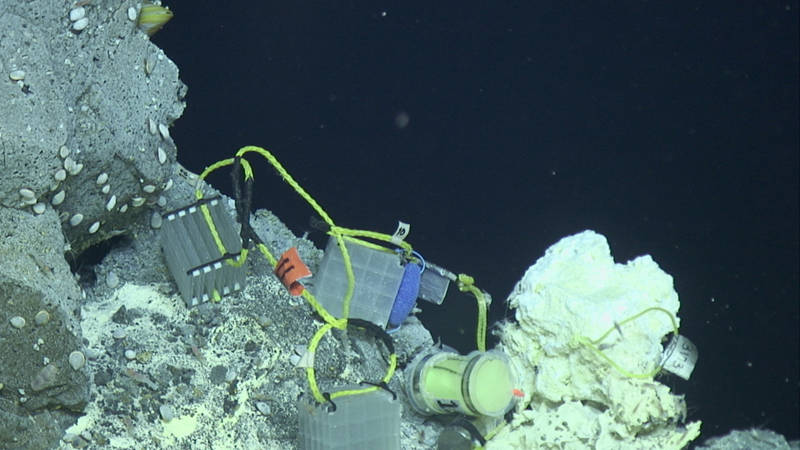 Settlement plates that were deployed on our first dive at NW Eifuku are recovered to see what animals may have settled on them since then