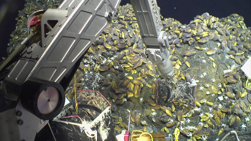 Jason recovers two shrimp traps that were deployed during our first dive at NW Eifuku.