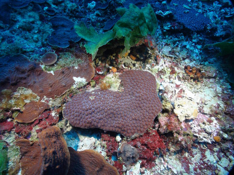 Coral reefs are declining in many areas of the Wider Caribbean. Determining which coral populations reproduce effectively and help to sustain reefs nearby is critical for conserving coral ecosystems for the future.