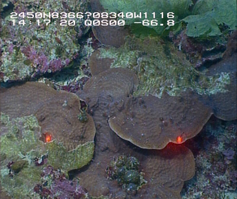 Figure 2. A view of the screen image from a remotely operated vehicle (ROV) of plate corals, Agaricia sp., on Pulley Ridge at 68 m. The red dots are lasers from the ROV with a known distance that allow scientists to estimate the size of organisms.