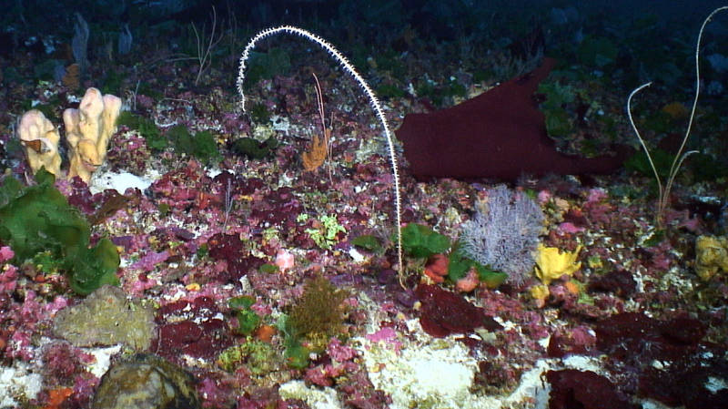 West Pulley Ridge outside the Habitat Area of Particular Concern reveals a high diversity of plants and animals 