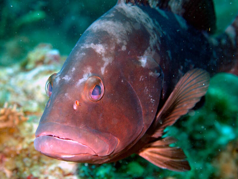 August 18: Red Grouper on the Edge