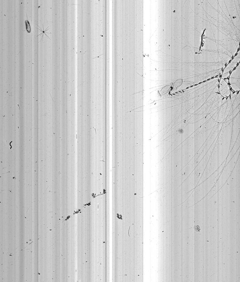 A siphonophore, appendicularians, mysid shrimp, diliolid, cheatognath, and radiolarians pass in front of the In-situ Ichthyoplankton Imaging System (ISIIS) imaging sensor.