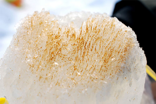 Figure 3: Sea ice algae from Barrow, Alaska.