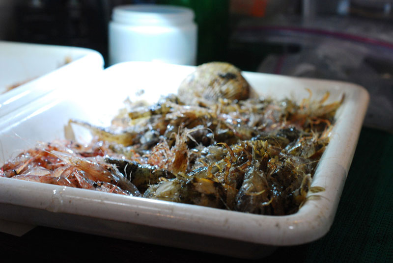 A tray of invertebrates, fresh from a benthic trawl.