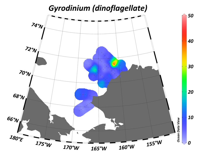 Gyrodinium