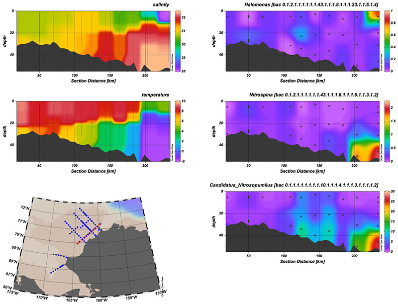 Here you can see several groups of bacteria found during this project. The top panel is Halomonas, which is found in sea ice and is probably persisting after being melted out (note the low salinity water it was found in). The two bottom panels are nutrient recyclers. Nitrosopumilus is an archaeon that converts ammonia to nitrite, and Nitrospina is a bacterium that converts nitrite to nitrate, which can be used by phytoplankton for growth.