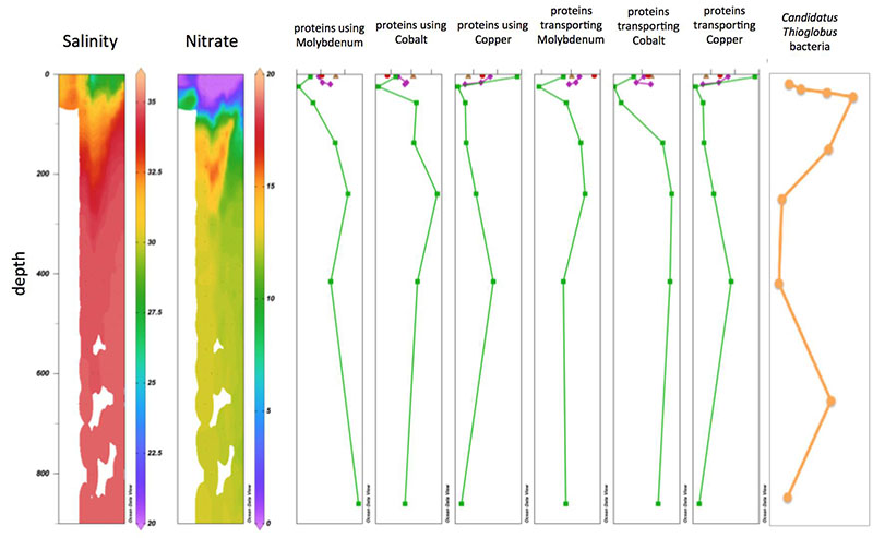 Figure 3. Metalloprotein gene abundance with depth in the Arctic Ocean. Salinity (in Practical Salinity Units) and Nitrate (in micromoles per liter) are shown to provide environmental context.