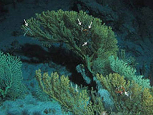 Figure 1. In situ image taken under white light taken from the Johnson-Sea-Link submersible. Bioluminescent gold coral (formerly Gerardia sp.) occupied by crabs (arrows)