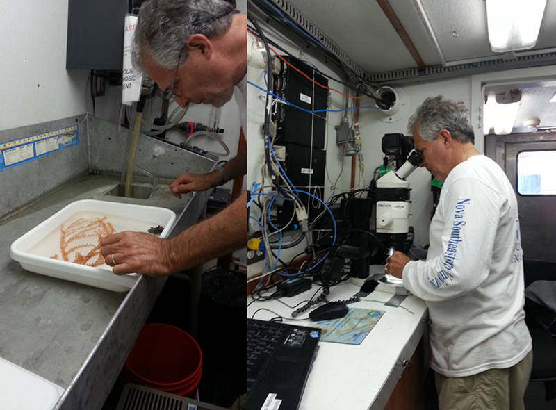 Figure 1: Dr. Charles Messing identifying collected specimens.