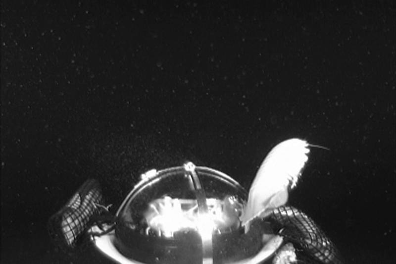 Still frame of the giant isopod Bathynomous from last Medusa deployment.