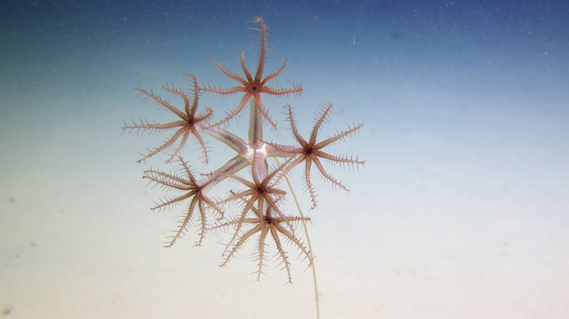 Umbellula sea pen.