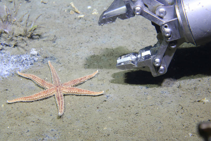 July 27: ROV Pilot