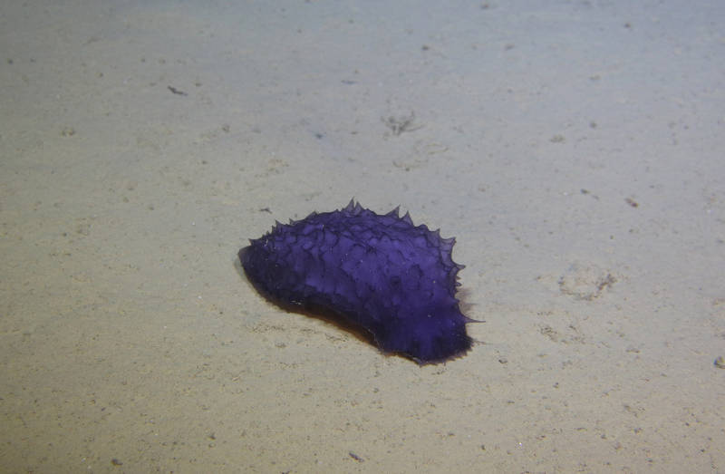 Sea cucumber resting on the seafloor.