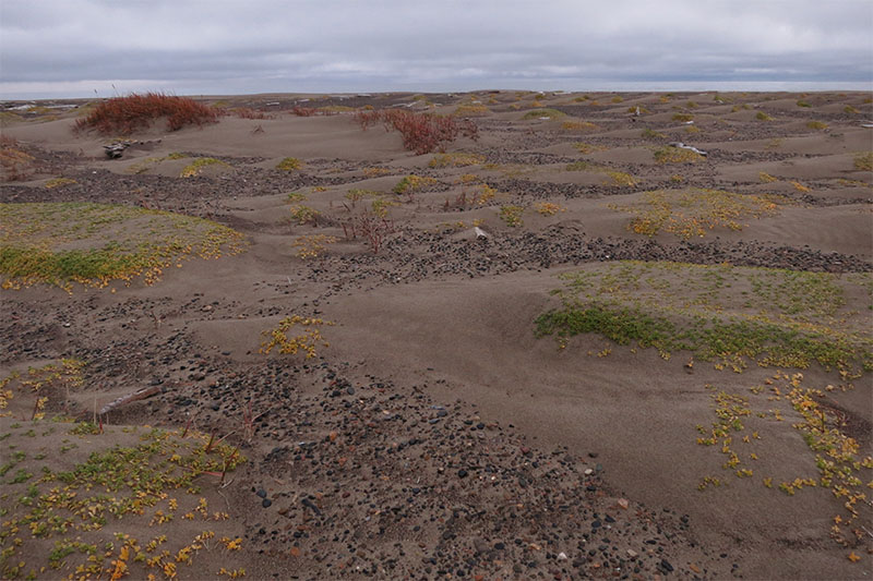 Dunes and vegetation at the Seahorse Islands, August 2015.