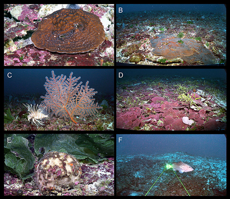 Coral Reef Populations.