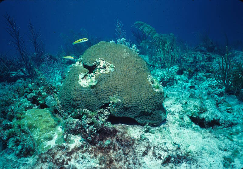 Shallow water colony of the great star coral, Montastraea cavernosa, in 15 feet of water. The great star coral is one of our target species and is found at both Pulley Ridge and in the Florida Keys. We are trying to understand if the two populations are connected genetically.