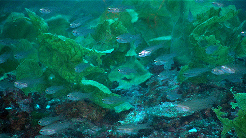 A school of cardinal fish, Apogon sp.