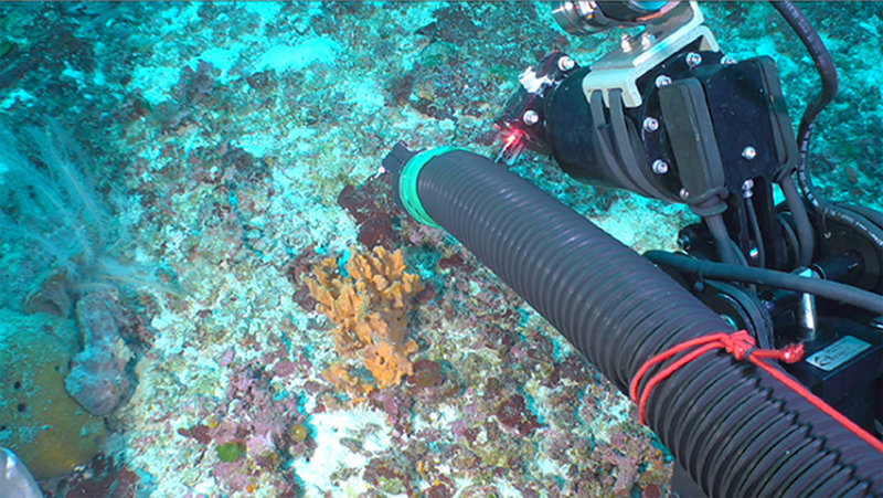 The ROV stretches the suction hose out.