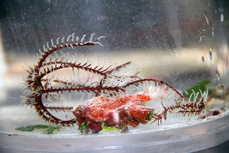 A sample bucket from the remotely operated vehicle contains a crinoid. The name of the class Crinoidea comes from the Greek for ‘lily form’, hence the term ‘sea lilies’, as stalked crinoids are known. A common term for unstalked crinoids, like this one, is feather star