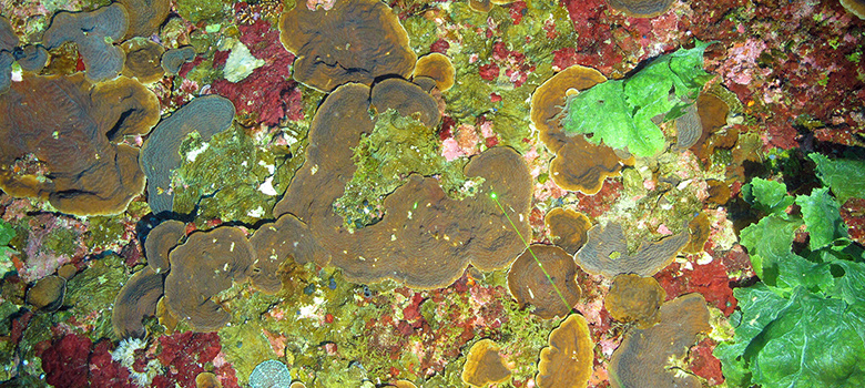 The cruise’s major finding was that the new coral area discovered in 2014 was twice as large as we thought. Again, we found large areas of the plate coral Agaricia dominated by small recruits (10 cm or less in size). We believe this is indicative of a very significant recruitment during the last five years, following what is still an unexplained decline in corals at Pulley Ridge