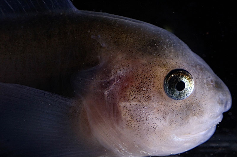 The snailfish is a common benthic fish species found in the Chukchi Borderlands. This was sampled by the ROV Global Explorer during a benthic dive.