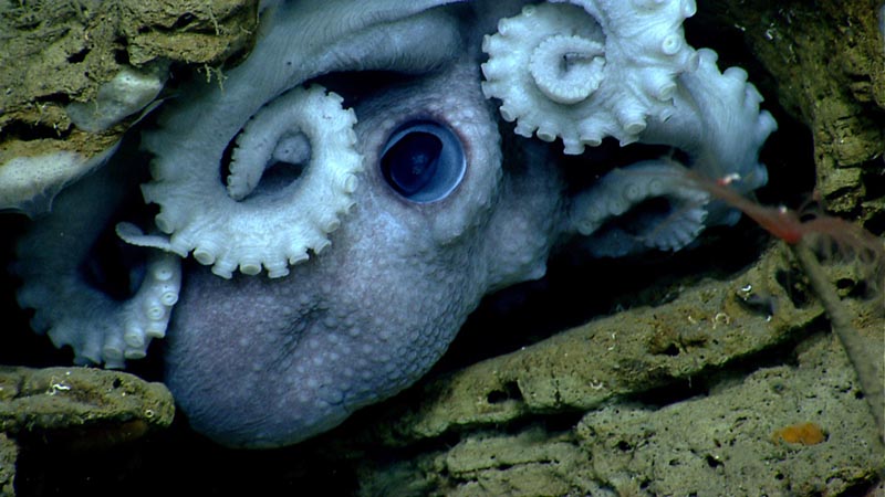 An octopus hides in the rocks in Welker Canyon.