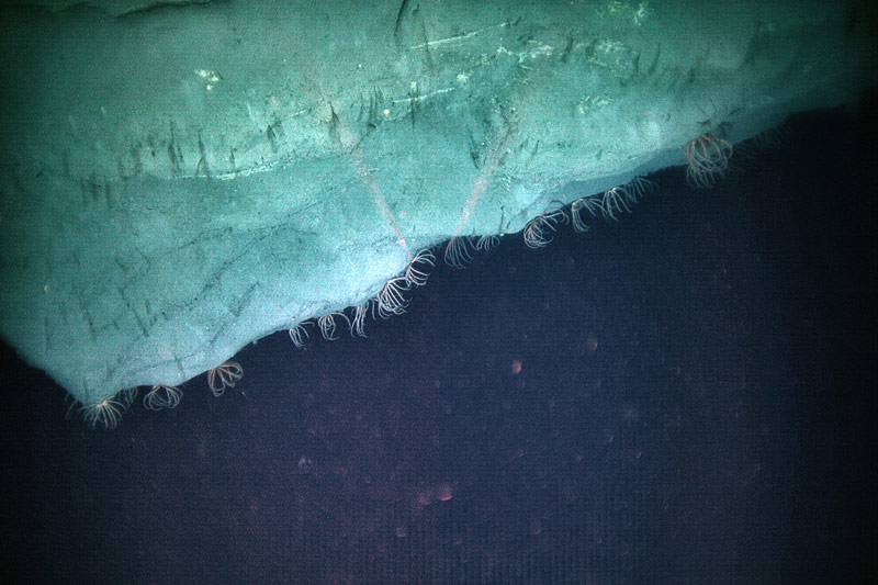 Brisingid sea stars congregate along the edge of the canyon wall.