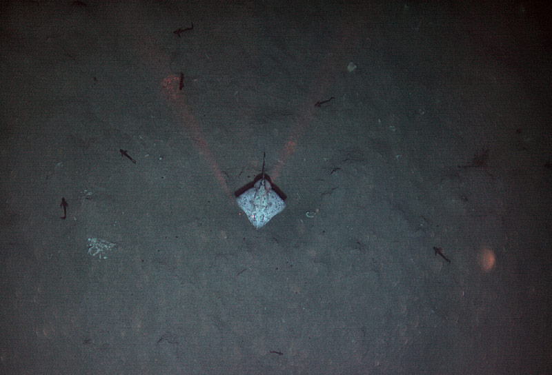 A skate and other fishes hover above the seafloor.