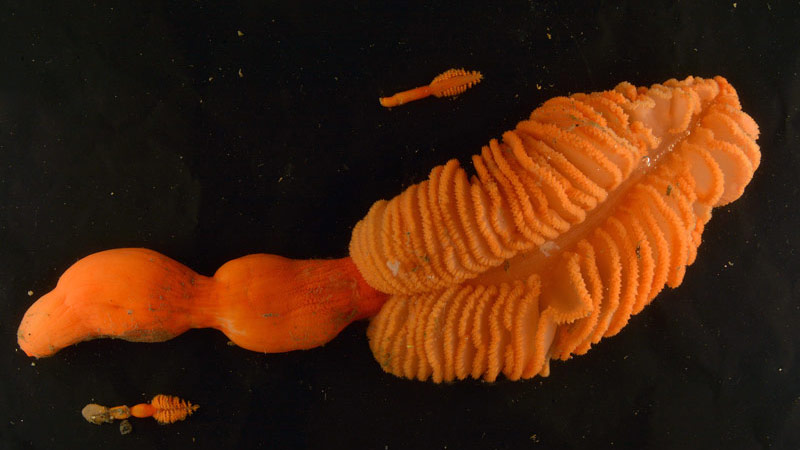 Three sea pens (Ptilosarcus gurneyi) collected during a dive at Blue Mouse Cove.