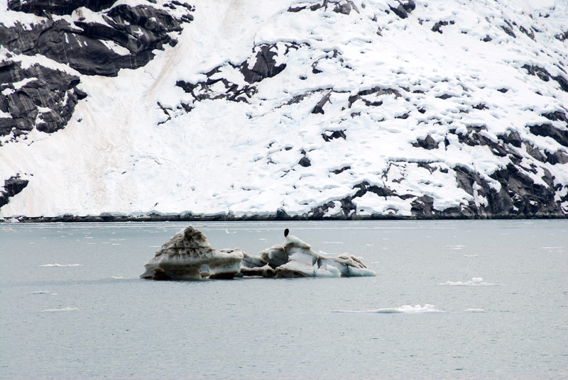 A bald eagle hangs out on a recently calved iceberg.