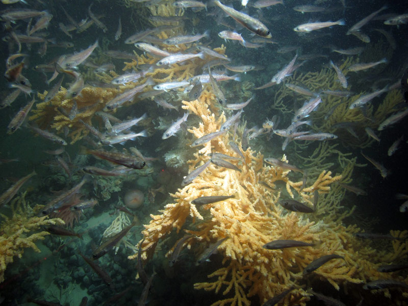 During the last few ROV dives of the expedition, there were times it was difficult to see the coral through the large schools of fish that seemed to follow us everywhere.