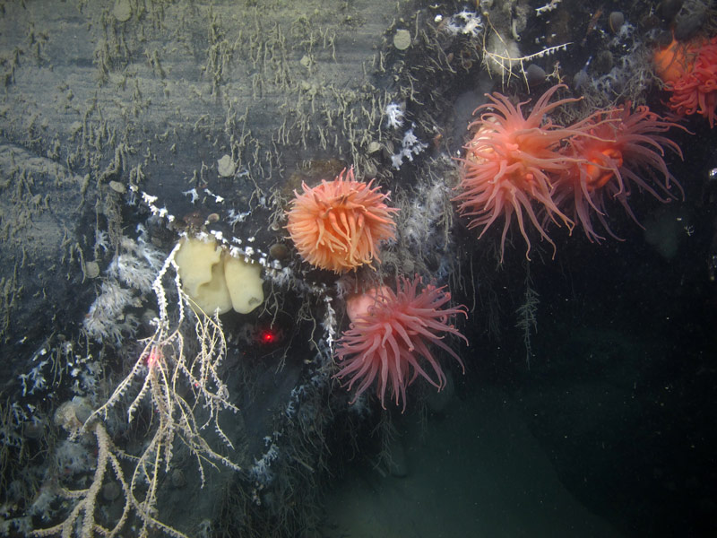 In some areas, we saw large coral colonies so dense you couldn't see the rock wall behind them, and in other areas with younger colonies, we were able to see what resides on the walls, but doesn't grow as large as the red tree corals. Here, you can see sponges, stoloniferious octocorals, hydroids, and bright anemones. There are likely a number of other organisms if you looked closely enough!