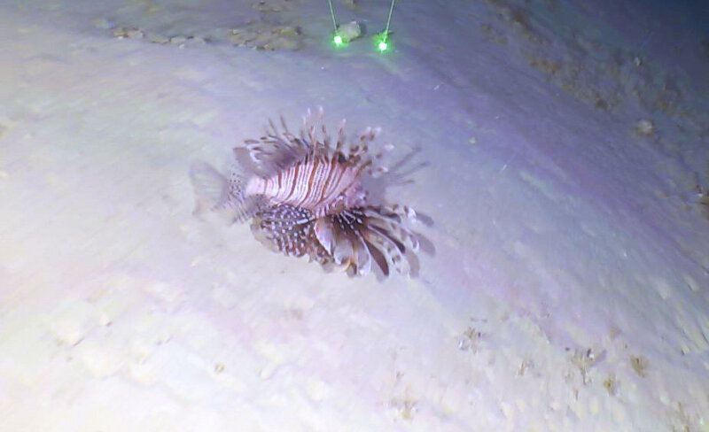 Even on the barren sediments plains near the base of mesophotic slopes and walls, solitary lionfish were observed in multiple locations