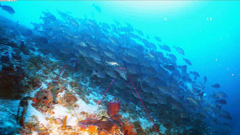 A massive school of dog snapper (Lutjanus jocu) near Centro Oeste (Central West) Cayo Coco MPA