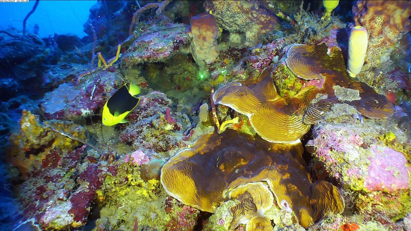 ROV dive sites in the upper mesophotic zone ranged from eroded rock walls to well-developed fore reef areas with significant hard coral cover.  The hard coral communities were dominated by lettuce corals (Agaricia spp.) and generally restricted to the 40m-70m depth zones across the northern sites