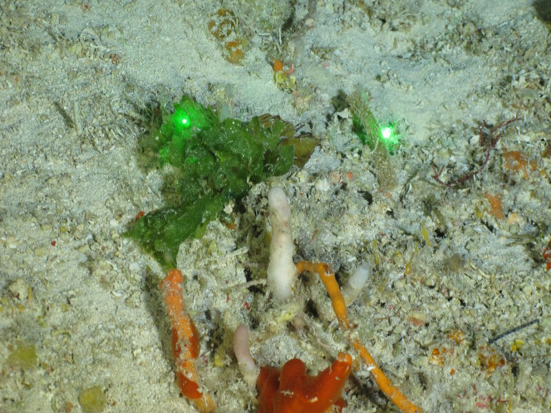 We found a new depth record for Anadyomene, 120 meters at Cayo Coco. This green alga has a conspicuous pattern of large cells that resemble veins in leaves. 