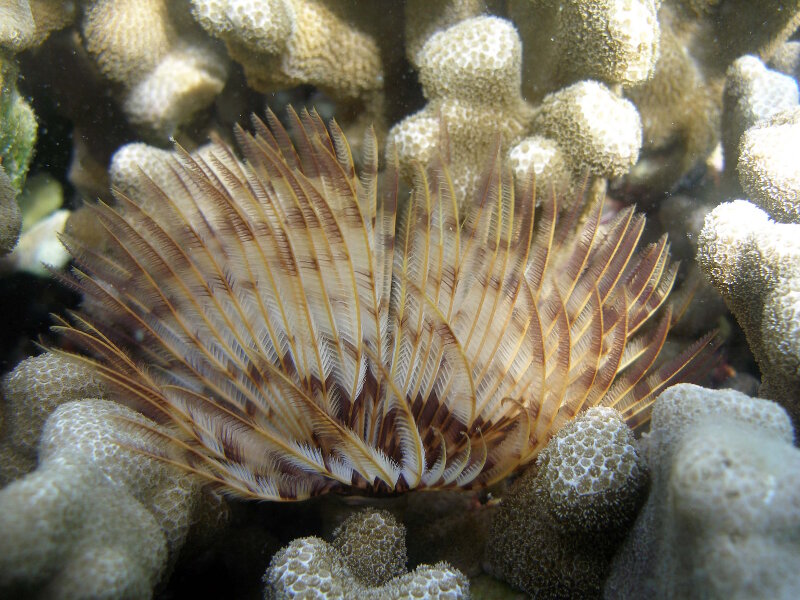 Sabellastarte spetabilis is an invasive polychaete worm that the team will be surveying for on sunken aircraft sites at Midway Atoll.