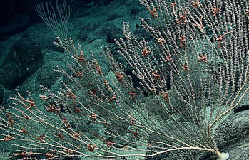 2016 Deepwater Wonders of Wake: Exploring the Pacific Remote Islands Marine National Monument